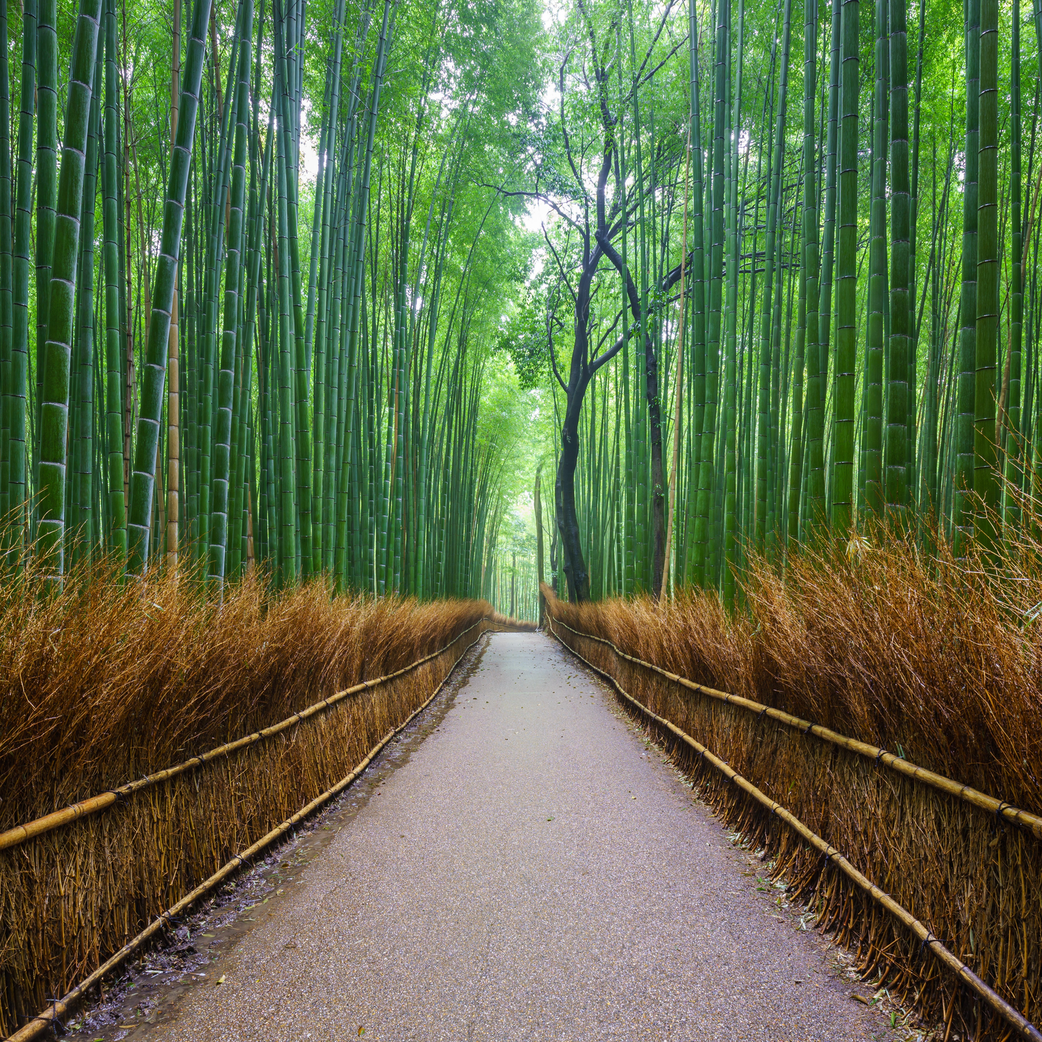 Bamboo Products